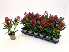 Skimmia Jap Rubella 9P 30H 2bloem