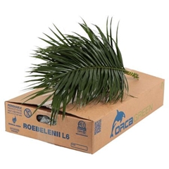 Roebelinii Orca 60L.cm