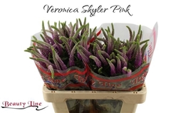 Veron L Skyler Pink 55L.cm 23bloei
