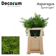 Asp Dens Sprengeri 85L.cm