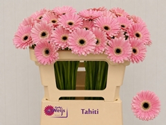 Ge Mi Tahiti 50L.cm