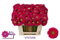 Ge Mi Vivian 50L.cm