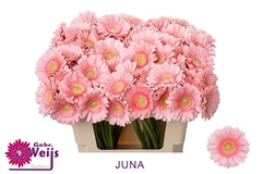 Ge Mi Juna 50L.cm
