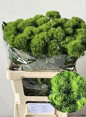Di Barb Green Wicky 60L.cm