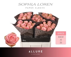 R Gr Sophia Loren 60L.cm 33bloei