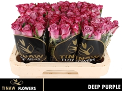R Gr Deep Purple 60L.cm 23bloei