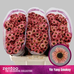 Chr S Yi Yan Smokey 55L.cm 23bloei