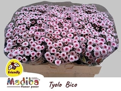 Chr S Mad Tyolo Bico 55L.cm 110gram 23bloei