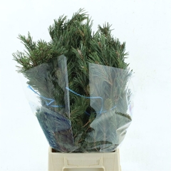 Pinus Mugo Var Mughu 55L.cm 400gram