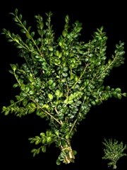 Buxus Per Bos 60L.cm 300gram