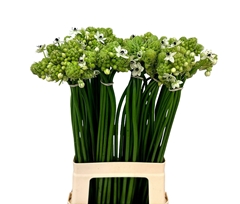 Ornit Saundersiae 70L.cm 13bloei