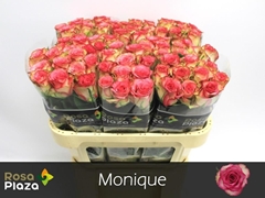 R Gr Monique 70L.cm 23bloei