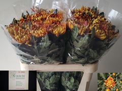 Chr.gepl.fuego 80L.cm 95gram 23bloei