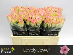 R Gr Lovely Jewel 50L.cm 23bloei