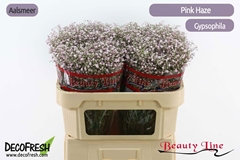 Gyps Pa Pink Haze 70L.cm 25gram 33bloei