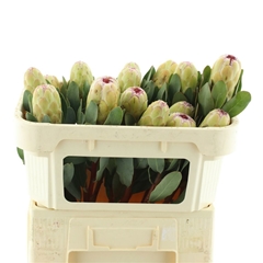 Protea Grandicolor 60L.cm 23bloei