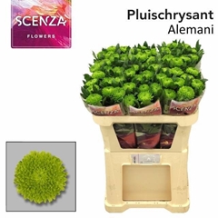 Chr G Alemani 70L.cm 75gram 23bloei