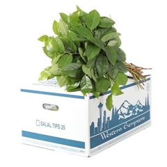 Salal Tips Per Bos 40L.cm