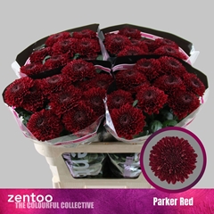 Chr G Parker Red 70L.cm 80gram 23bloei