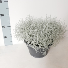 Calo Silvercalos 23P 35H