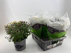 Chrys Gr Jas Gem Pot 19P 35H 12bloei