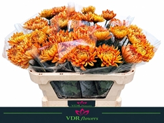 Chr G Astro 70L.cm 70gram 23bloei