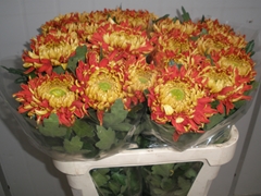 Chr G Hanenburg 80L.cm 100gram 23bloei