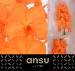 Vanda Na Prin Orange 15L.cm