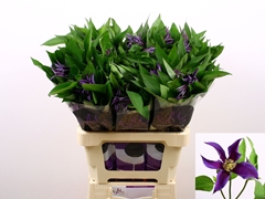 Clem Amazing Oslo 60L.cm 23bloei