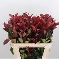 Photinia F Red Robin 90L.cm