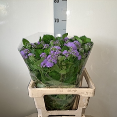 Ager H Blue Planet 65L.cm 23bloei