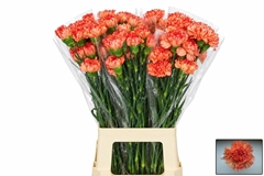 Di St Reina Arancio 60L.cm 24bloei