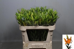 Li La Caesars Palace 75L.cm 37+knop 23bloei