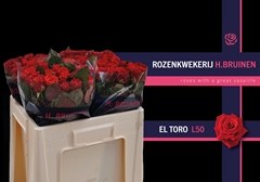 R Gr El Toro 50L.cm 23bloei