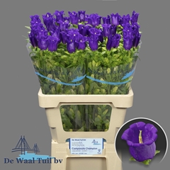 Campanula Champion Blue 70L.cm 23bloei