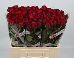 R Gr Madam Red 60L.cm 23bloei