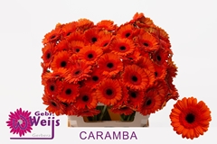 Ge Mi Caramba 50L.cm