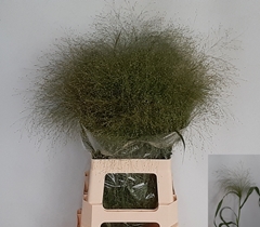 Panic Fountain 80L.cm