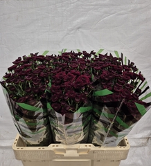 Chr S Jinda Red 55L.cm 13bloei