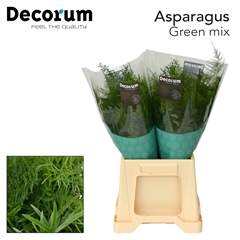 Asparagus Wild 45L.cm