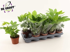 Fatsia Overig 12P 30H 1stek