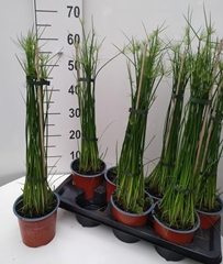 Cyperus Haspan 14P 60H
