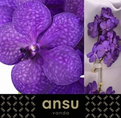 Vanda Dark Blue Magi 20L.cm