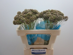 Scabiosa Stellat Zd 99bloei