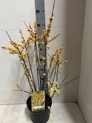 Ilex Verticillata 23P 80H