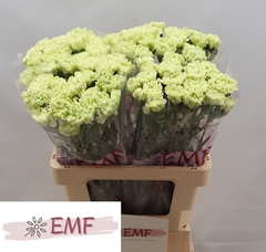 Di St Eternal Fairy? 60L.cm 23bloei