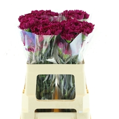 Di St Yukari Violet 55L.cm 24bloei