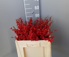 Ilex Vert Stuk 50L.cm