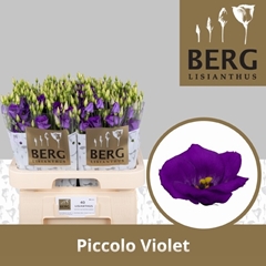 Eust E Pic Violet 70L.cm 55+knop 23bloei