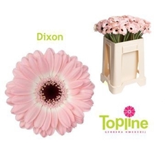 Ge Mi Dixon 50L.cm